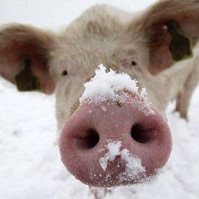 Pig - sow