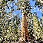 Sequoia National Park