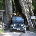 Drive through tree