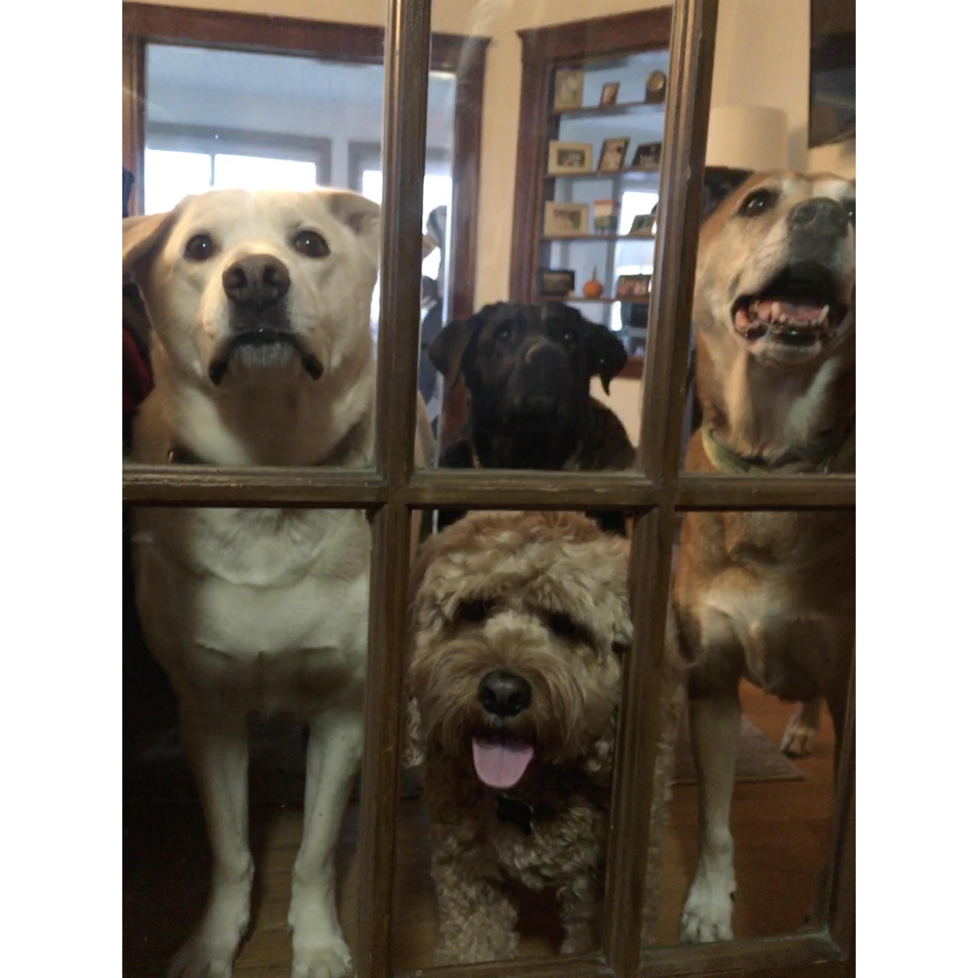 Did someone say treats? #wolfpack