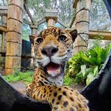 Audubon Zoo