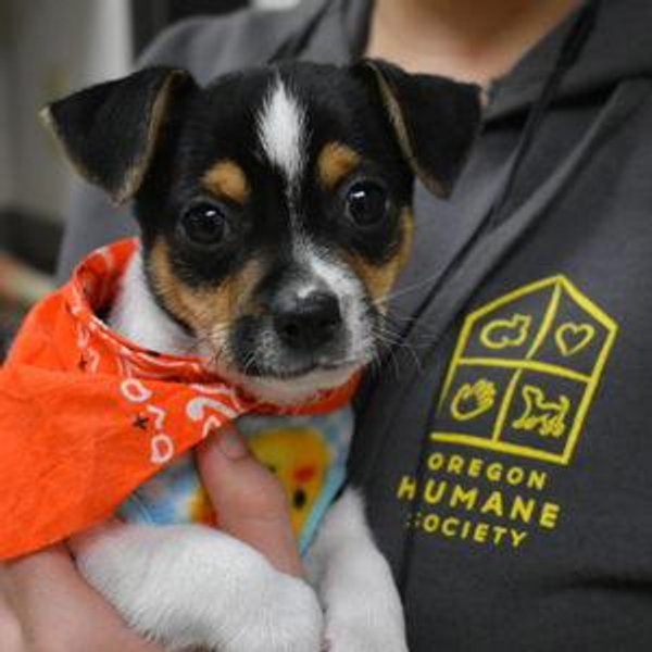 Charleston Humane Society