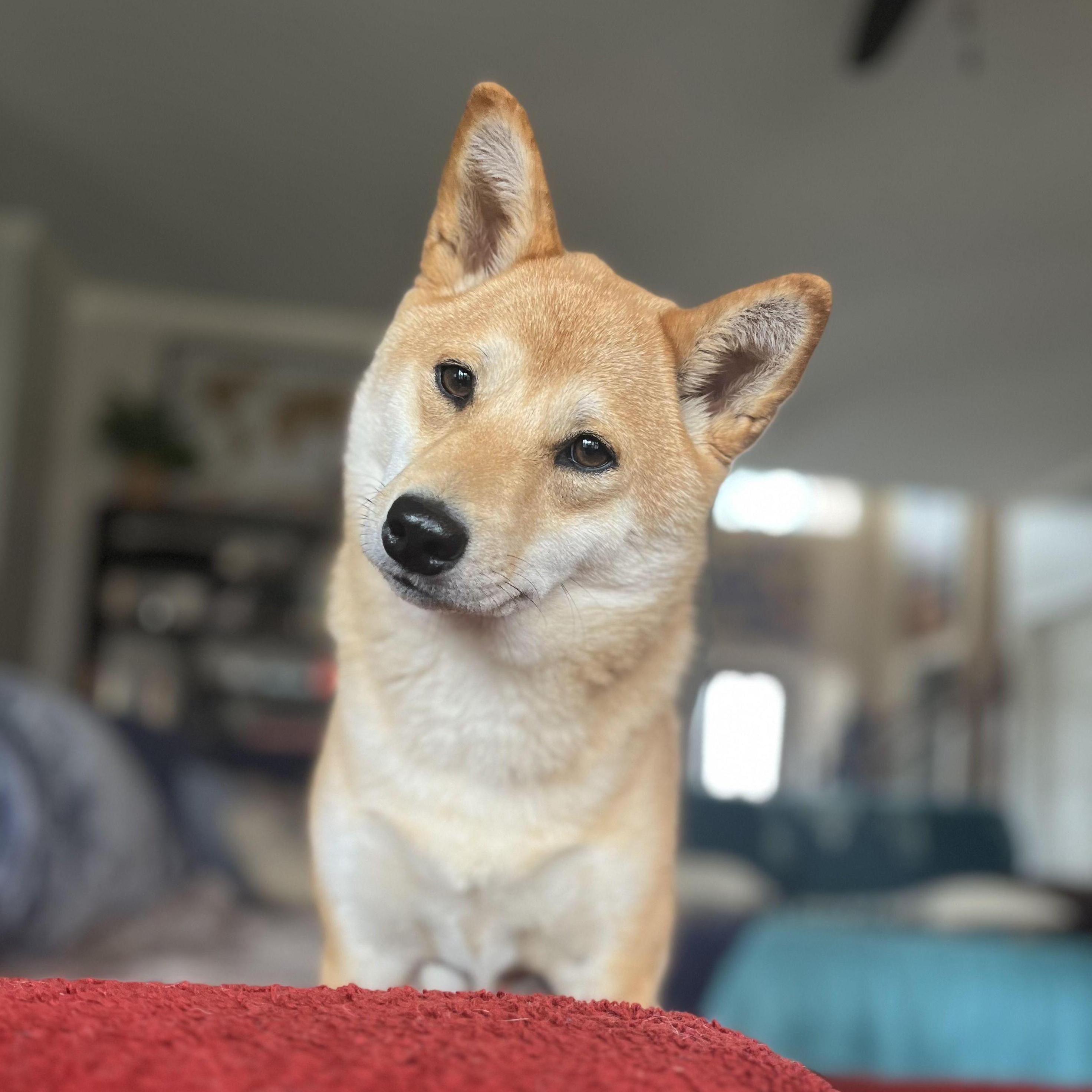 Our Shiba Inu Mabel