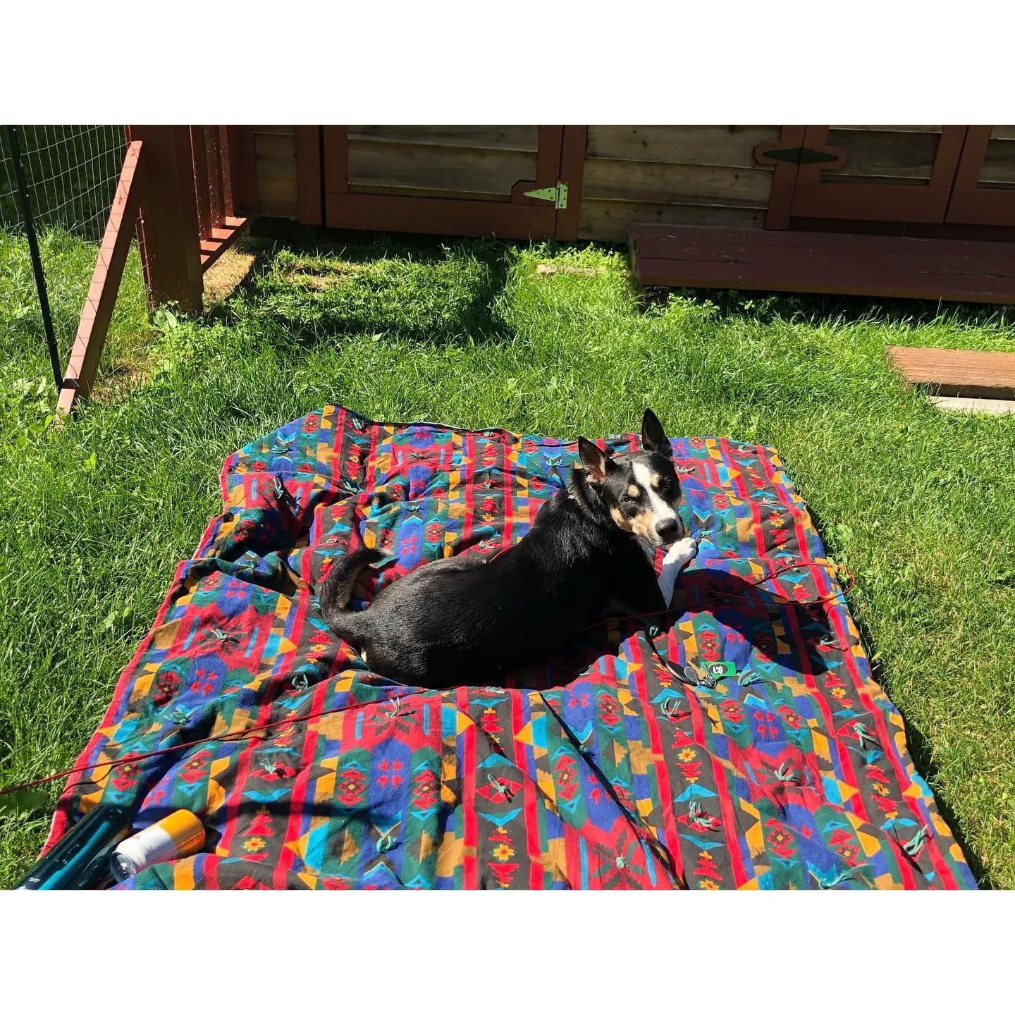 "Loolee" also known as Blue was adopted as a surprise- we weren't really looking to adopt but before we knew it, he was in the back of our car with his adoption papers in our hands.