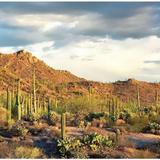 Saguaro National Park West