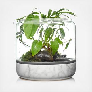 Sanctuary M Temperate Terrarium