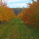 Solebury Orchards