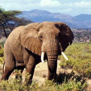 Samburu National Reserve