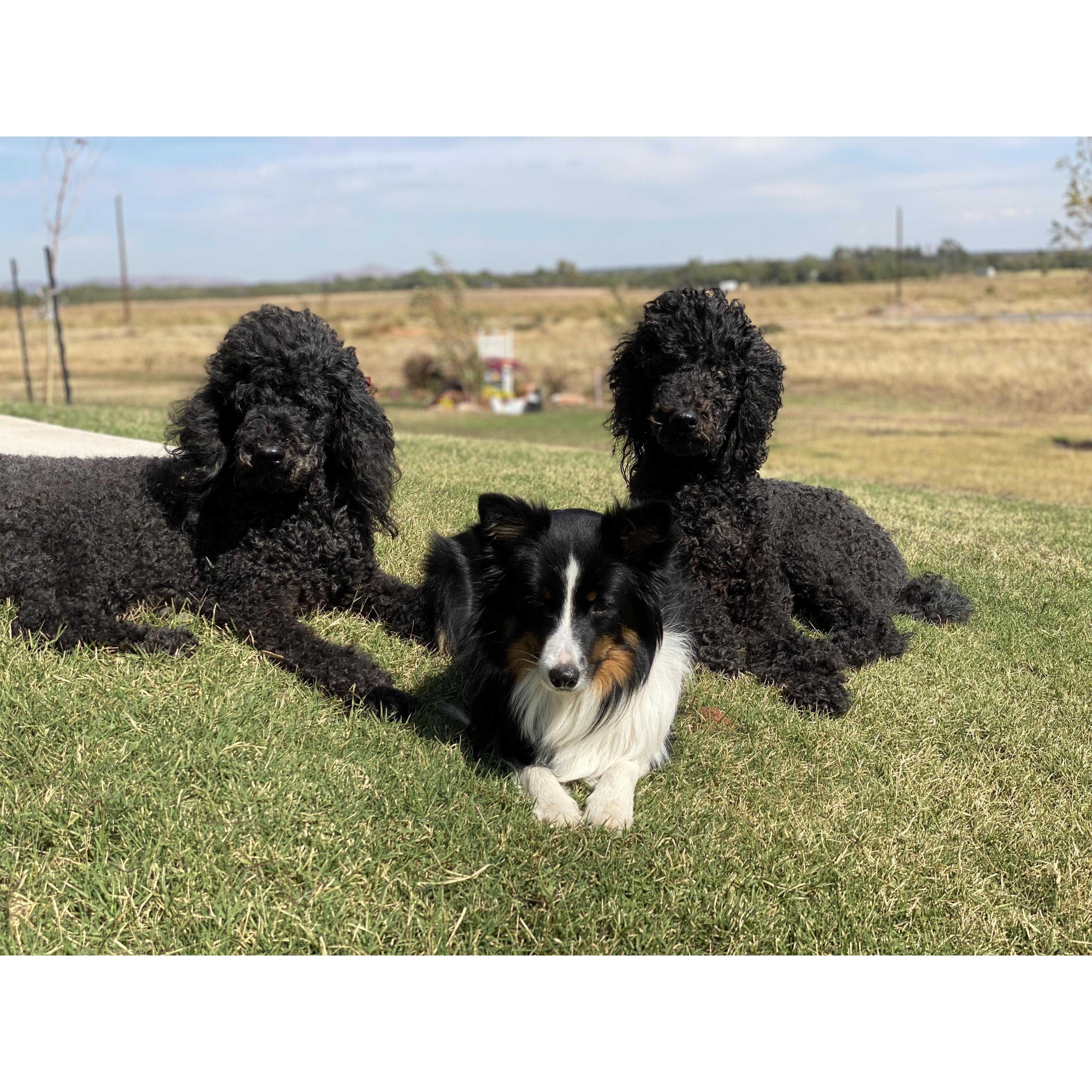 The Fur Babies - Catie, Cali & Zoey!