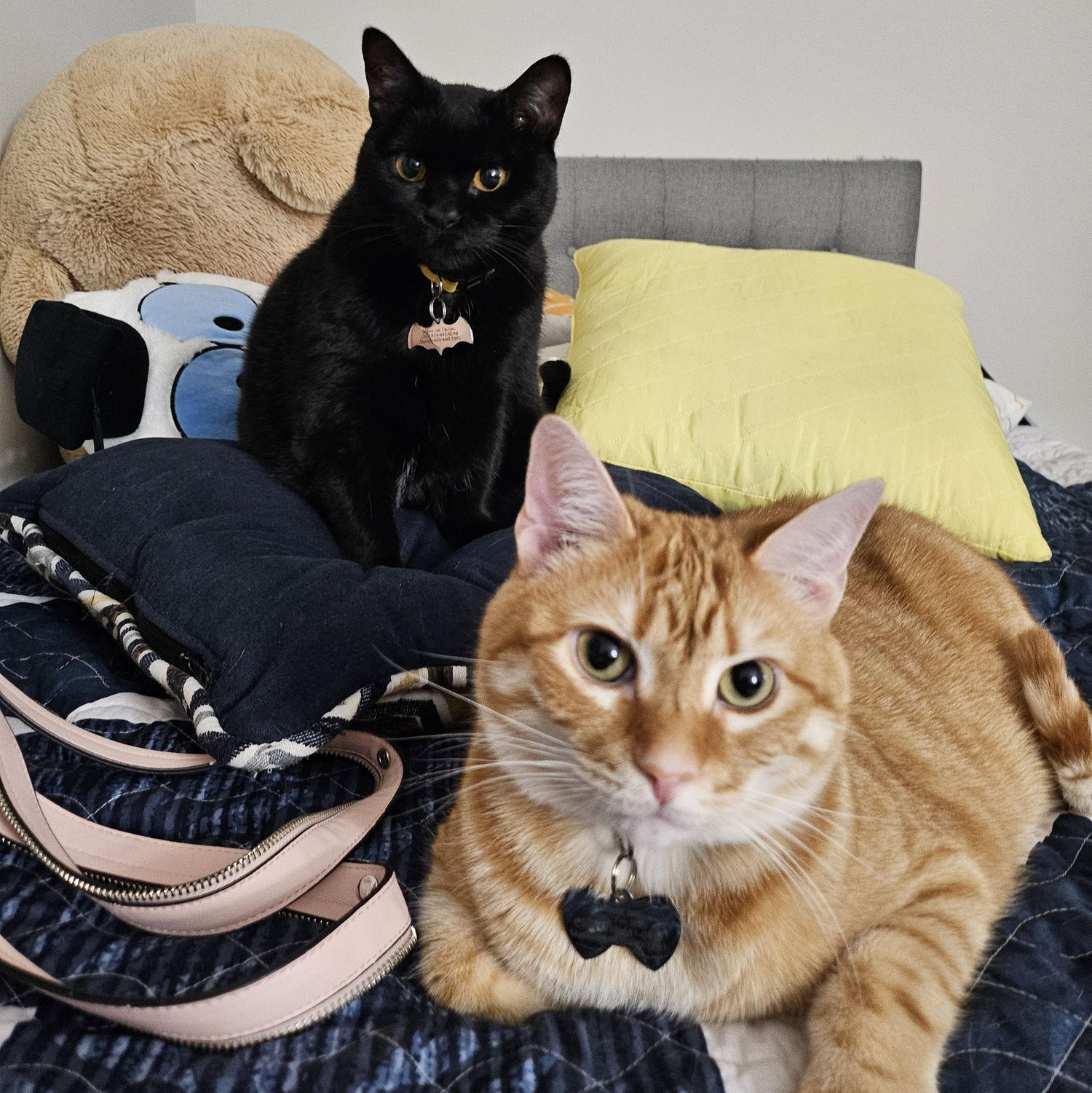 Our fur babies.