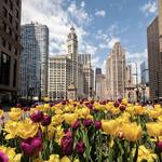 Magnificent Mile