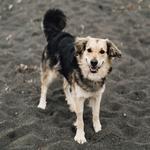 Dogcare for Costco