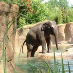 Saint Louis Zoo