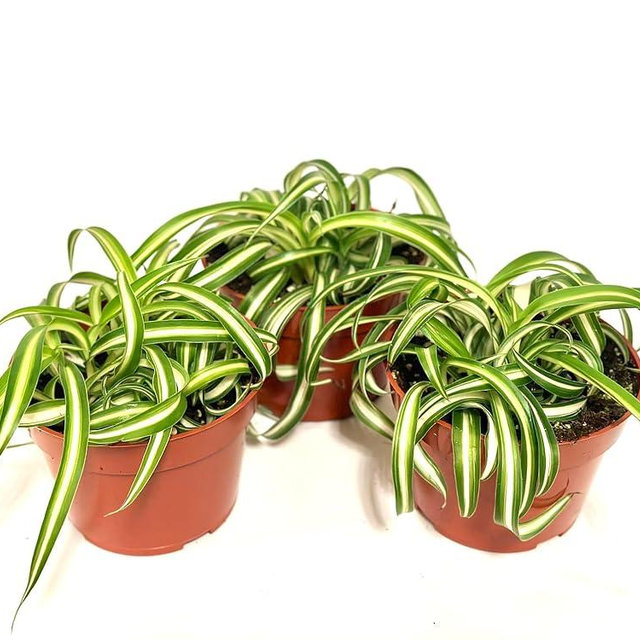 Bonnie Curly Spider Plants, 3-Pack in 4-Inch Pots, Air Purifying, Green
