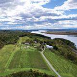 Whitecliff Vineyard & Winery