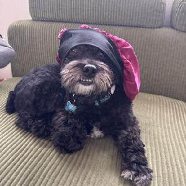 Harley's Sitter For Wedding