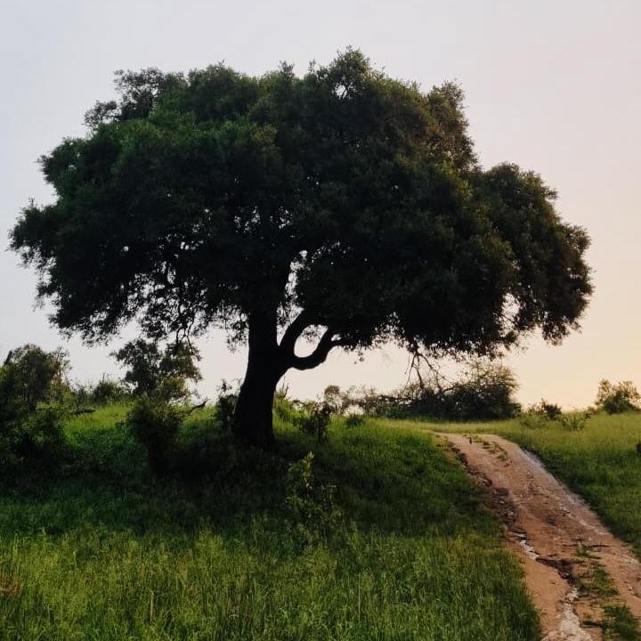 In January 2022, Mona visited Londolozi for the first time. Anton took her to his mum and dad's favourite jackleberry tree. It would be under this tree that Anton would propose years later.