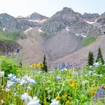 See Wildflowers at Albion Basin