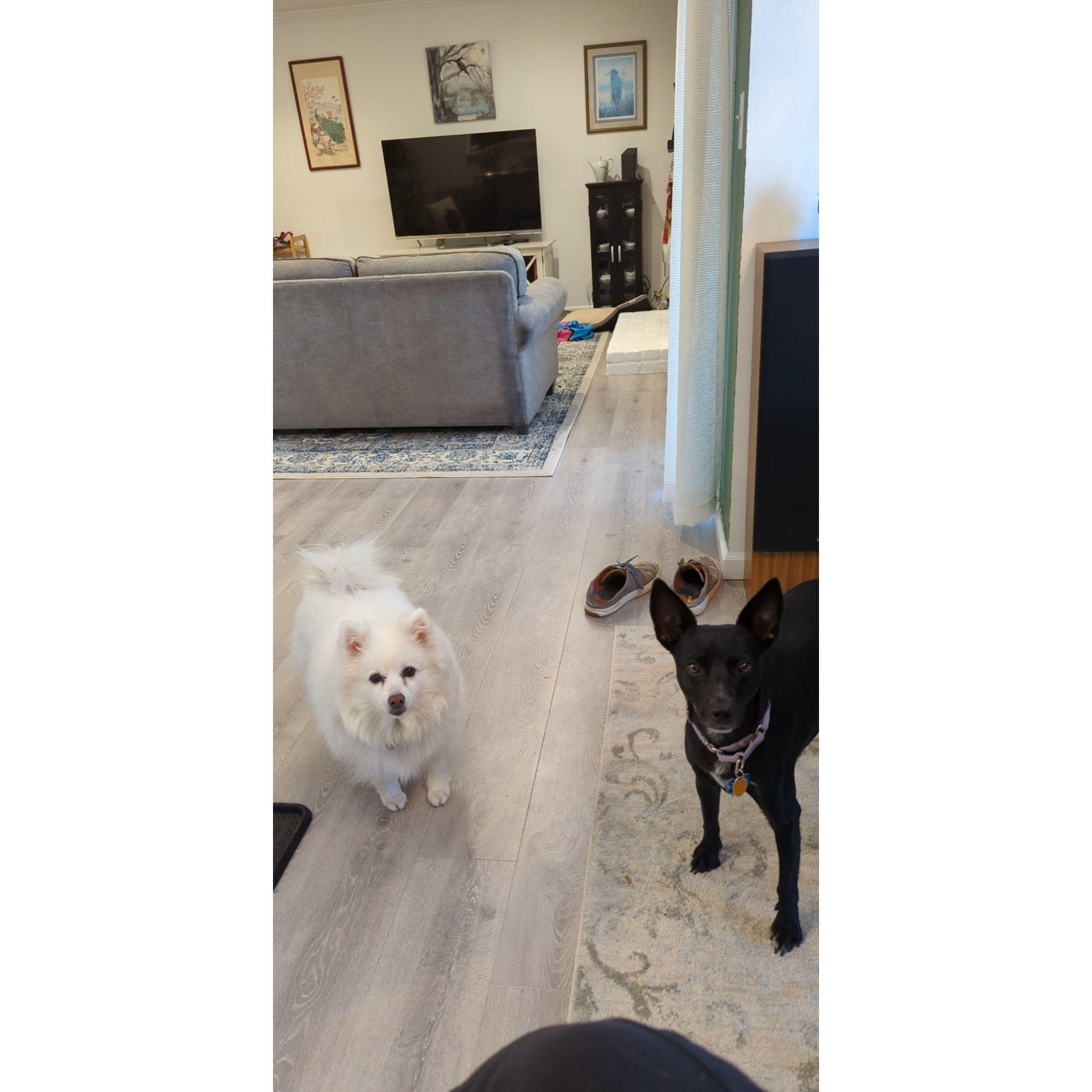 As most of you know, it was near impossible to get Ellie and Misty close enough to take a photo together. The only time we would get close is when they joined forces to request meal time.