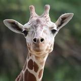 Oakland Zoo