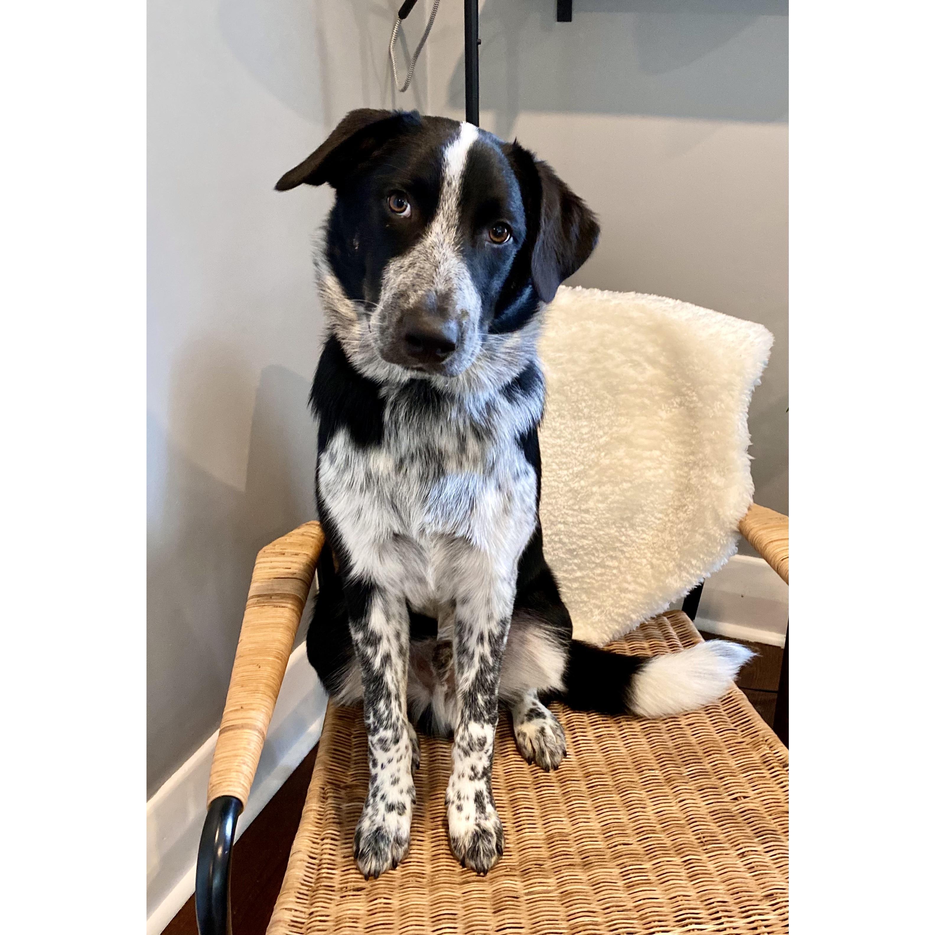 Fletcher, at 6 months old in July 2021