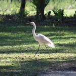 Pinckney Island National Wildlife Refuge