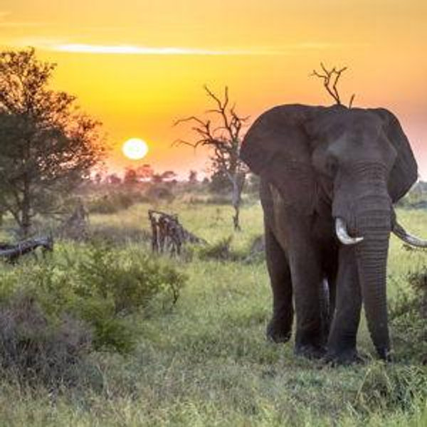 South African Safari Honeymoon Fund