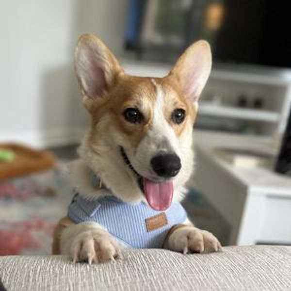 Help Us Rescue a Sibling for Alfie!