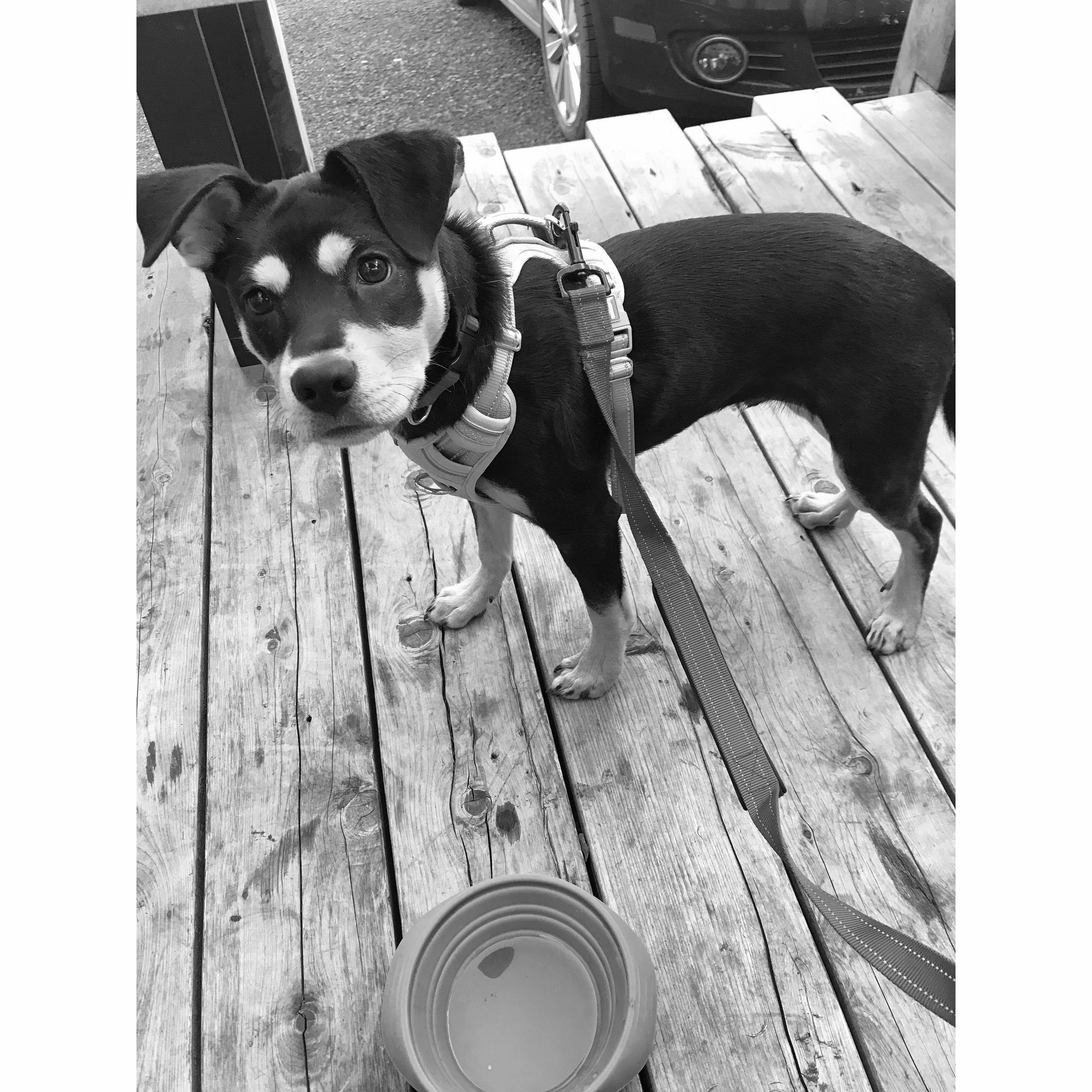 Mitch's first restaurant experience as a puppy!