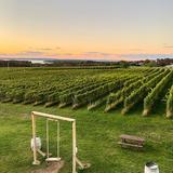 Bonobo Winery