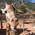 Cheyenne Mountain Zoo