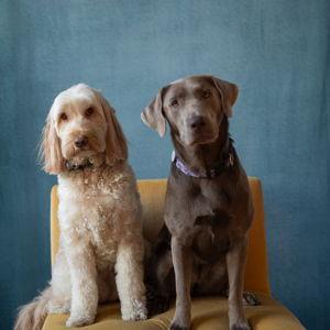 Doggy Daycare For Our Honeymoon