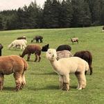 Seven Stars Alpaca Ranch