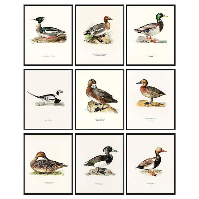 97 Decor Mallard Duck Decor - Duck Decorations for Home, Mallard Duck Pictures Wall Decor, Vintage Waterfowl Print Bird Hunting Painting, Duck Breed Knowledge Poster Nursery Art Decor (8x10 UNFRAMED)