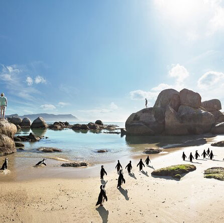 Full Day Cape Peninsula Tour