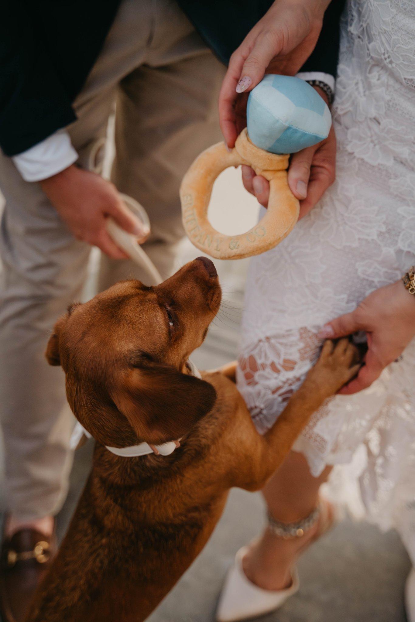 The Wedding Website of Alysha Johnson and Brandon Vaters