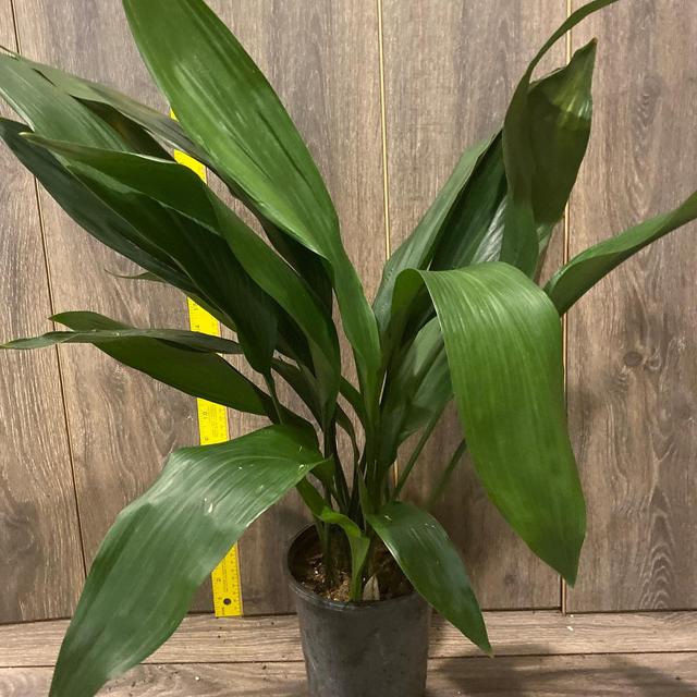 CAST IRON PLANT - Aspidistra elatior - 6" pot