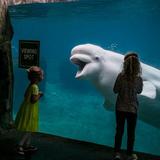 The Mystic Aquarium