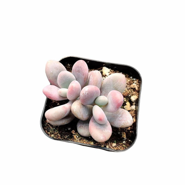 USKC Live Succulent Plants (2" Pot Pachyphytum Oviferum-Pink Moonstone)