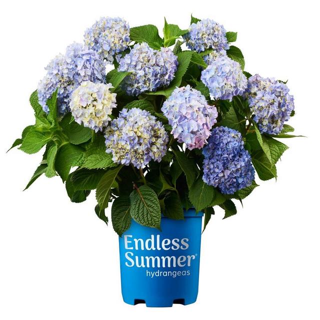 Endless Summer Original Hydrangea, 1 Gal Original Hydrangea, 1 Gal