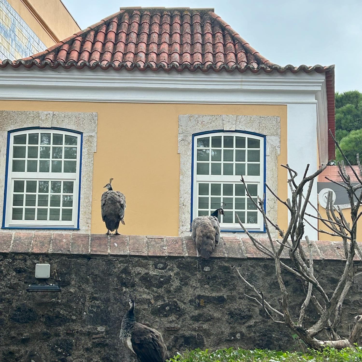 The resident castle peacocks