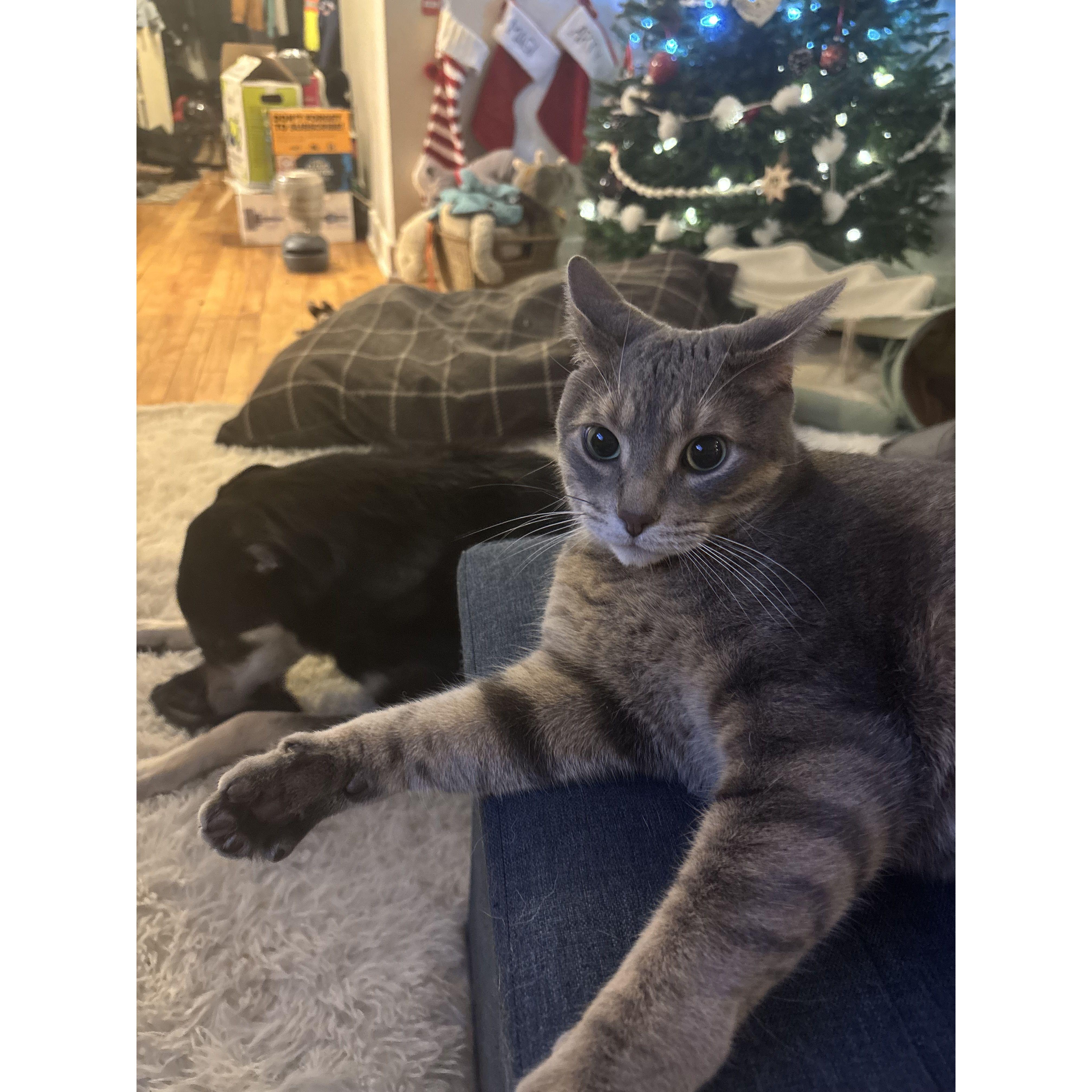 Our first Christmas! Arty and Magi!