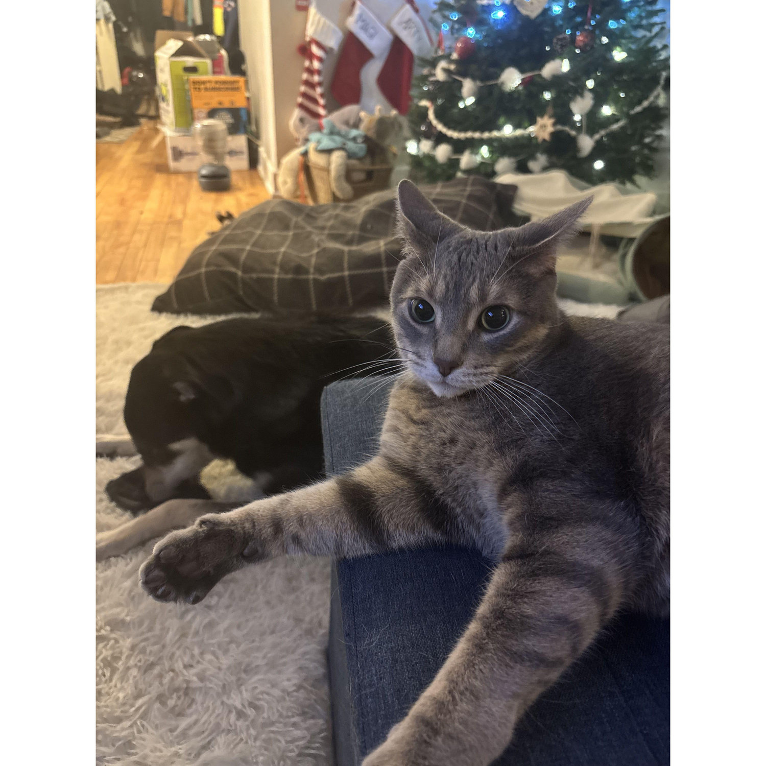 Our first Christmas! Arty and Magi!