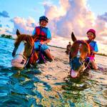 Horse Surfing