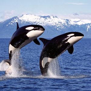 Orca Whale Watching in San Juan Islands