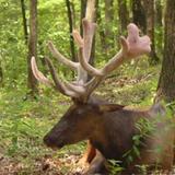 Lone Elk Park