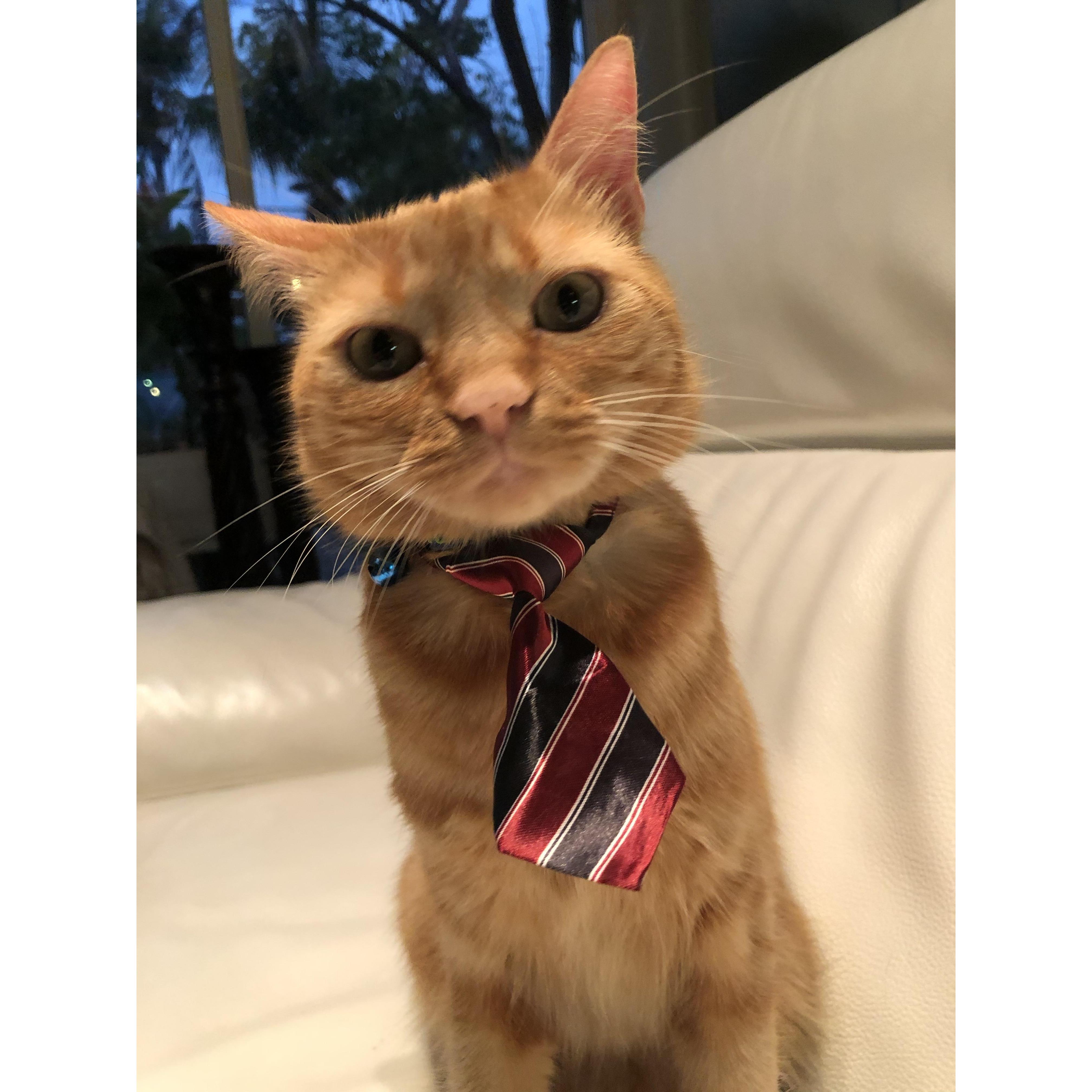 Tigger ❤️🐾