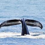 Cap’n Fish’s Whale Watch