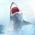 Cage Diving with Great White Sharks
