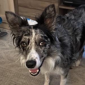 Year's Supply Of Pet Treats